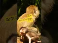 Download Lagu 3 மாசத்துல😩🤔என்ன சாதிக்கலாம்🥺🐵🐒#fun#comedy#funny#shortsfeed#monkey #monkeyvideo#yt#viral#funnymemes