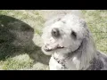 Woodridge Apartments In Rochester MN - Dog Park