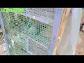 Buying new 4 pegions ALL PETS PARADISE