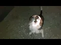 Download Lagu Removing Monster Mango worms From Helpless Dog! Animal Rescue Video #2025  #67 #dog #dogrescue #100