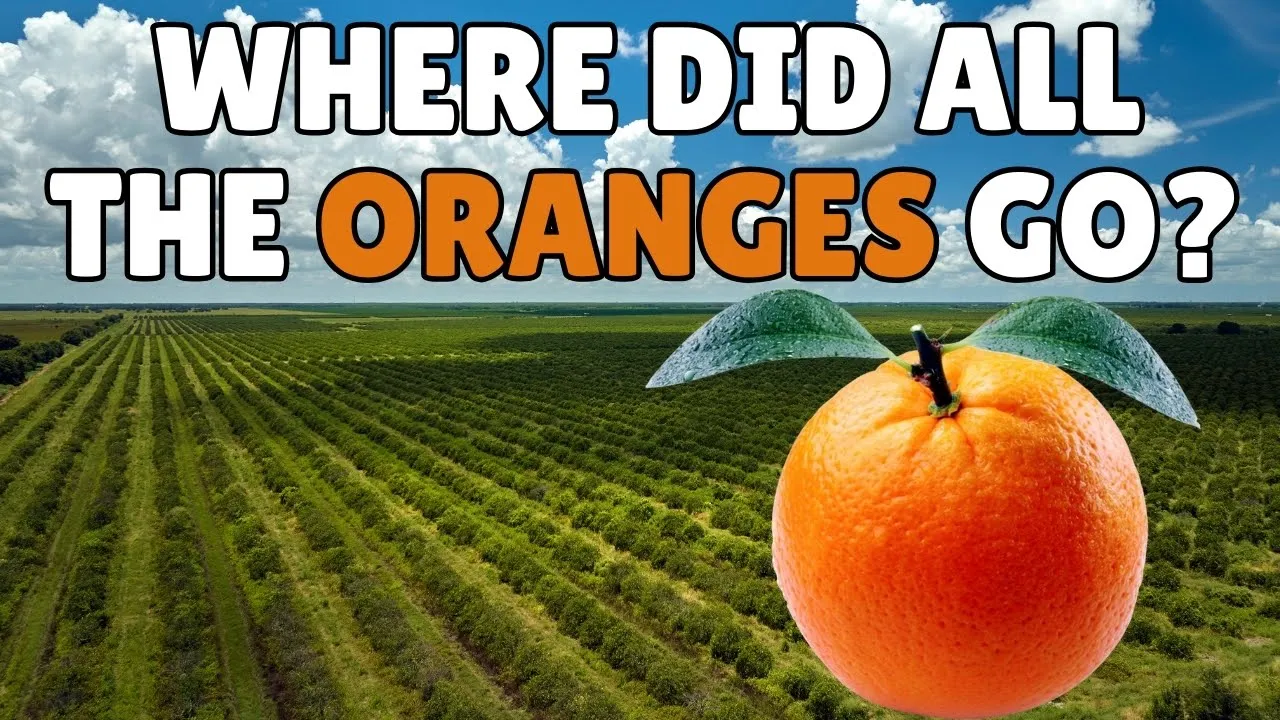 What Happened to Florida’s Oranges?: video thumbnail