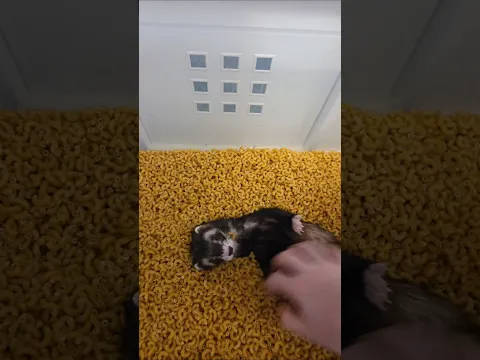 Flying Macaroni Cheep