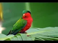 Download Lagu Tau manu 'Ura - HATITIO Motiha \u0026 HATITIO Hala'iAli'i