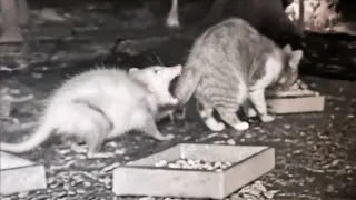 When Animals Messed with the Wrong Opponent