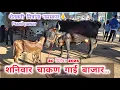 Lagu शनिवार चाकण गाई बाजार .,,,,,20 डिसेंबर 2025.,,,, Chakan gai bazar...... Chakan.....