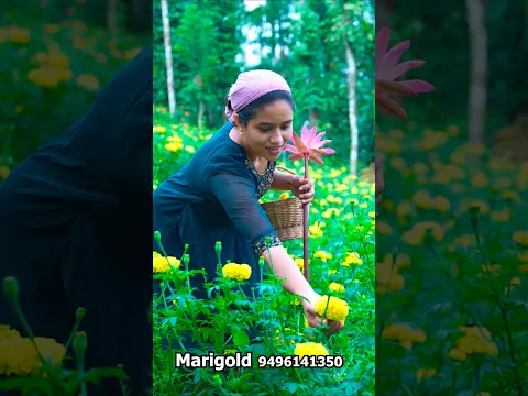 ആമ്പൽ പൂക്കളം...