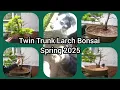 Twin Trunk Larch Bonsai Spring 2025