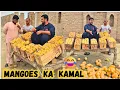 Download Lagu Insan bane mangoes🥭