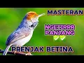 Download Lagu PRENJAK_BETINA BIRD ‼️ NGETIRRR PANJANG ✅✅