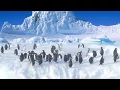 Download Lagu penguins can't fly...