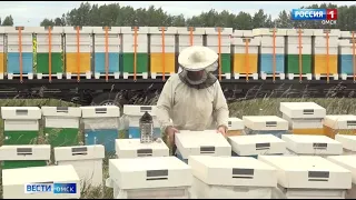 Омские пчеловоды завершают сезон сбора мёда