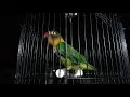 Download Lagu Lovebird MAHARATU ngekek 2 menit