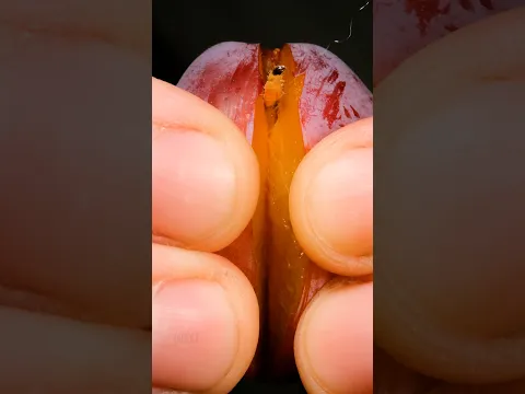 Always Check Your Plums!