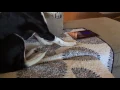 Howlception