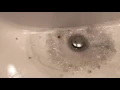 Thrift Drain Cleaner - The only Drain Cleaner you ll ever need