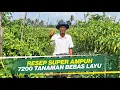 Download Lagu CARA CEGAH LAYU CABAI TAHAN VIRUS DI MUSIM HUJAN‼️RAHASIA TUMPANGSARI MINIM KEMATIAN‼️| PART 1