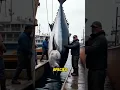 Download Lagu Whole Tuna for $30,000 vs Canned Tuna