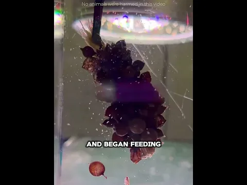 This Man Rescued Hundreds of Baby Octopuses 🐙❤️#shorts