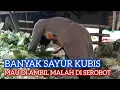 Lagu MULUNG SAYUR KUBIS DI SEROBOT EMAK EMAK 🥵🥵🥵