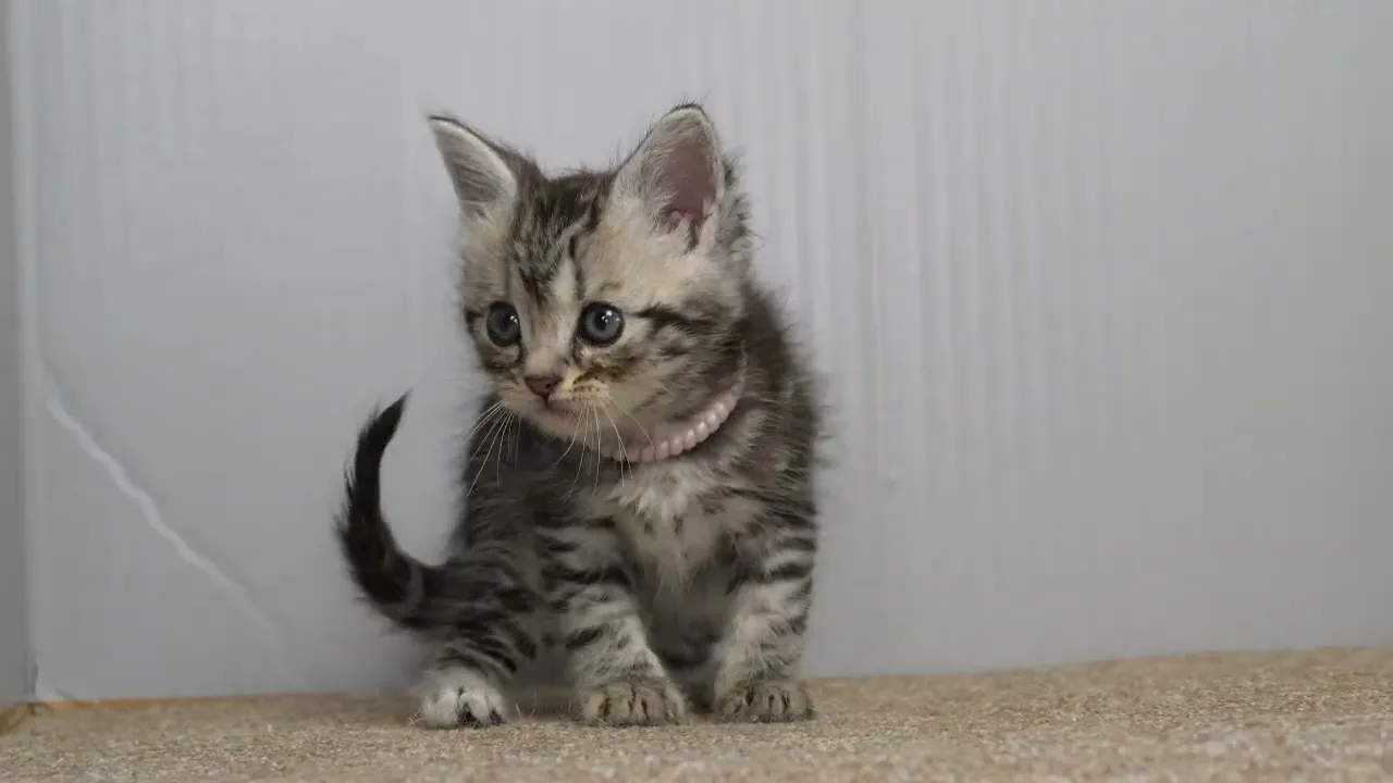 動画