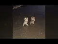 I GOT THAT FEELING (EXTENDED)