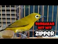 Download Lagu MASTERAN PLECI WIT WIT ZIPPER