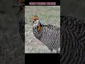 Download Lagu Great Prairie Chicken – Ayam Aneh Penari Padang Rumput dengan Suara Unik!