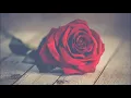 Teesy - Keine Rosen