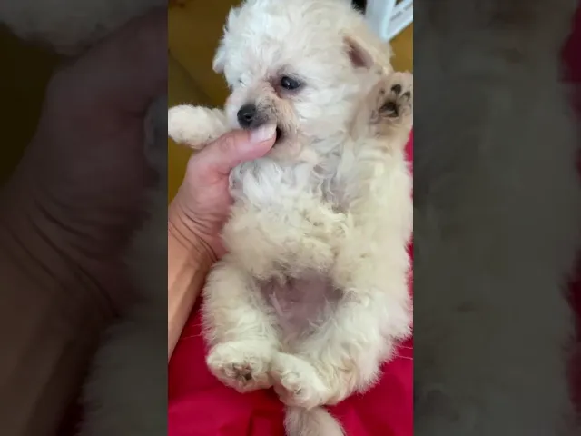 動画