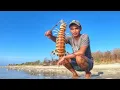 Download Lagu Gigantic Mantis Shrimp of madura Remote Island Catch Them With Simple bamboo trap