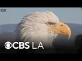 Farewell to Jackie Big Bear s Beloved Bald Eagle