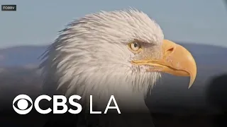 Farewell to Jackie Big Bear s Beloved Bald Eagle
