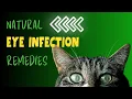 Natural Remedies for Cat Eye Infections Holistic Veterinary Advice
