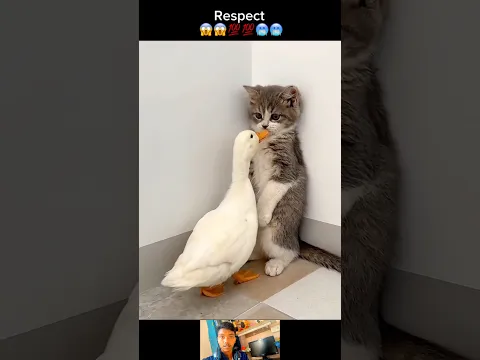 π±π¦ Cat & Duckβs Unbelievable Friendship #amazing #respect #love #new #2026