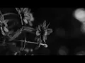 Emotional Oranges-That Girl