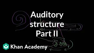 Auditory structure - part 2 Processing the Environment MCAT Khan Academy