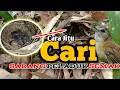 Download Lagu Tips Cara Mencari Sarang Burung Peladuk Semak