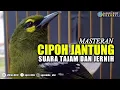 Download Lagu cipoh jantung gacor suara tajam | sirtu jantung