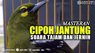 cipoh jantung gacor suara tajam sirtu jantung