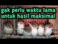 Download Lagu Mp3 pikat Ciblek sawah / CiWah. Pemikat Ciwah Paling ampuh