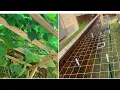 Why cattle panel trellis is better than wooden trellis Metal Trellis vs Wooden Trellis