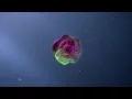 Flow Cytometry Animation