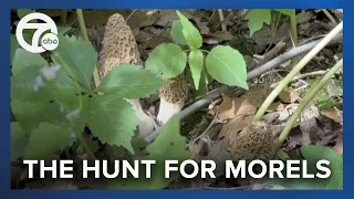 How can you find morel mushrooms in Michigan