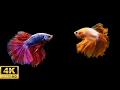 Lagu 12 Hours Stunning 4K Betta Fish with Relax Music 🐠 Relaxing Fish in Black Aquarium