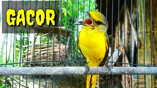 mantenan betina gacor suara bervariasi