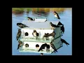 Download Lagu Attract Purple Martins (10 hours of Daytime Chatter)!