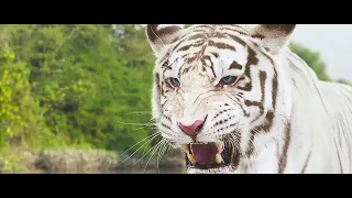 white tigers attacking on commando team roar tigers of the sundarbans 2014 full hd 1080p