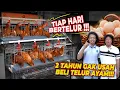 Download Lagu DEHAKIMS PUNYA AYAM PETELUR !! 2 TAHUN GAK BELI TELUR !! UNTUNG JUTAAN RUPIAH !!