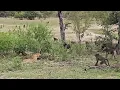 Download Lagu LEOPARD vs BABOONS