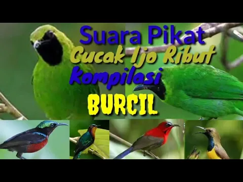 27.48MB) Download Lagu Cucak Ijo Mini Ribut MP3 & Video MP4 Gratis